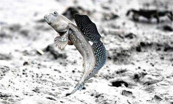 3-loai-ca-tien-hoa-dac-biet-ngoisaovn-w641-h384 2 loài cá đặc biệt, cá lon mây, tiến hóa