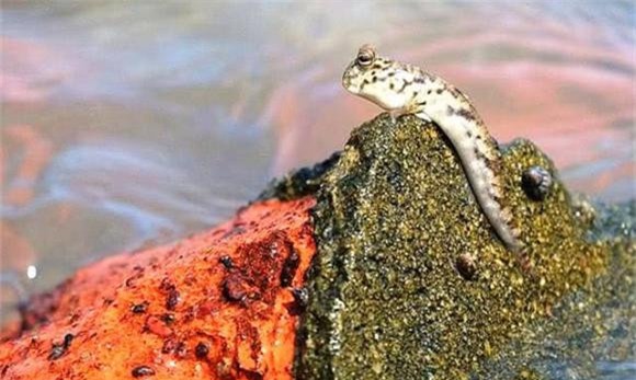 4-loai-ca-tien-hoa-dac-biet-ngoisaovn-w641-h384 1 loài cá đặc biệt, cá lon mây, tiến hóa