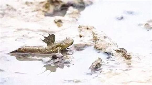 5-loai-ca-tien-hoa-dac-biet-ngoisaovn-w641-h360 0 loài cá đặc biệt, cá lon mây, tiến hóa