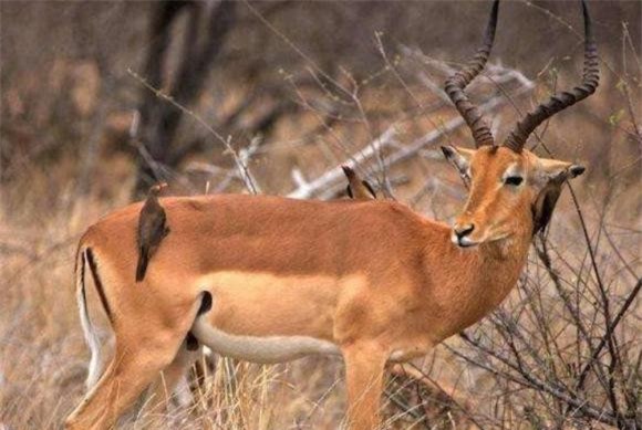 dong-vat (1).jpeg 0 động vật ăn thịt, động vật ăn cỏ, thức ăn của con người