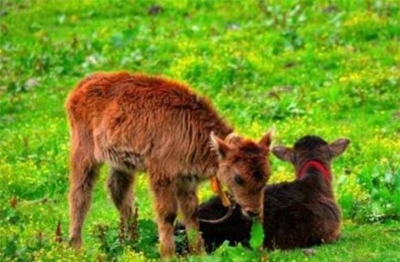 dong-vat (1).jpeg 2 động vật ăn thịt, động vật ăn cỏ, thức ăn của con người