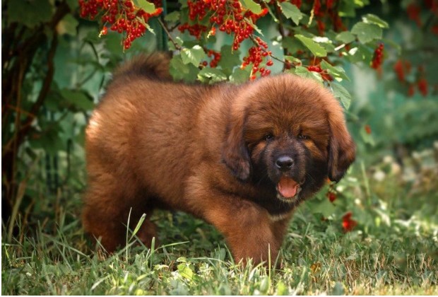 Giống chó đắt nhất thế giới từng được thu mua với giá 46 tỷ đồng có đặc tính gì khiến các đại gia mê mệt?