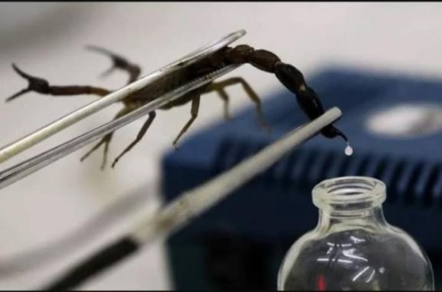 Kỳ lạ nhưng có thật, nọc độc của bọ cạp Deathstalker là chất lỏng đắt nhất thế giới. Nó có thể được bán với mức giá lên tới 40 tỉ đồng/lít