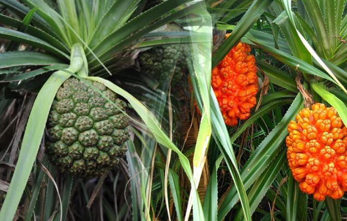 1 loại cây dại mọc đầy ở Việt Nam là “thuốc chống ung thư tự nhiên”, hạ đường huyết hiệu quả