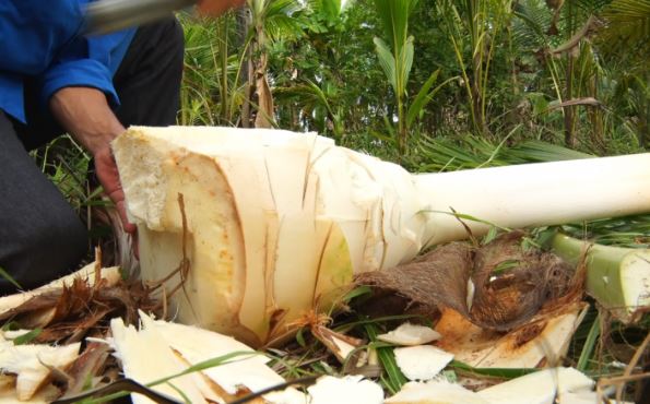 Thứ xưa nhiều người vứt đi, giờ thành đặc sản vô cùng nổi tiếng, giòn sần sật ai cũng thích mê, 150.000 đồng/kg