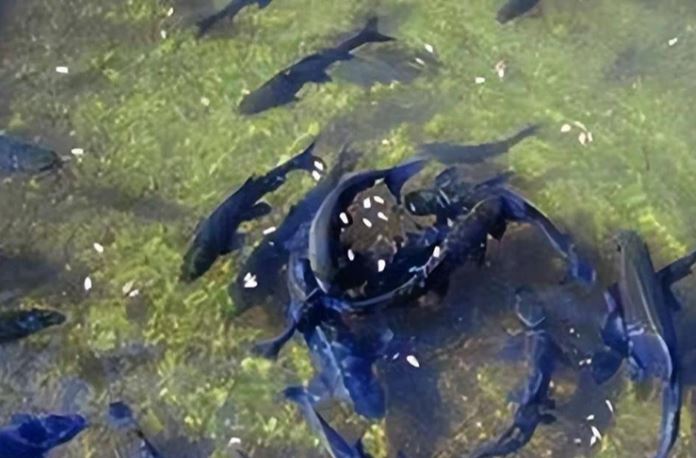 Đào giếng phát hiện có cá phun lên từ hố, lão nông đổi đời nhờ "dòng suối bí ẩn" dưới nhà