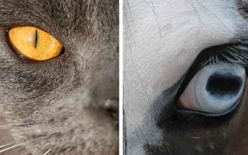 Tại sao đồng tử của động vật có hình dạng và kích thước khác nhau: Đồng tử loài mèo nằm dọc còn đồng tử loài dê lại nằm ngang?
