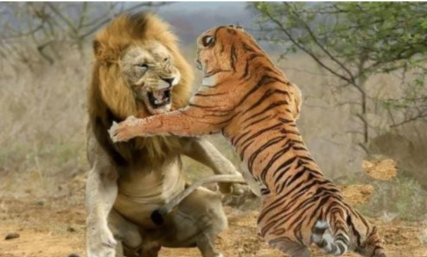 Hổ hay sư tử mạnh hơn? Hoàng đế nhà Hán đã tổ chức cho chúng đối đầu 2 lần, và kết quả đều thống nhất một cách đáng kinh ngạc