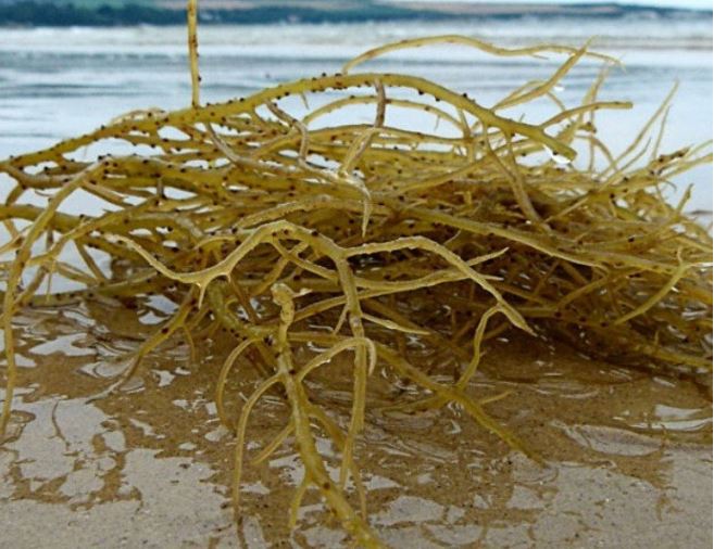 'Lộc trời' mọc lên từ đá, dân hái bán quanh năm, 800.000 đồng/kg thành đặc sản nổi tiếng vừa lạ miệng vừa bổ dưỡng