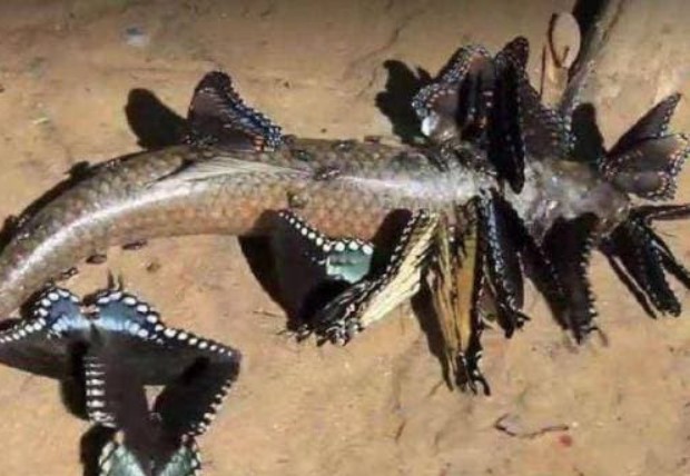 Bướm gặm nhấm động vật đến khi chỉ còn lại bộ xương khiến người ta rùng mình