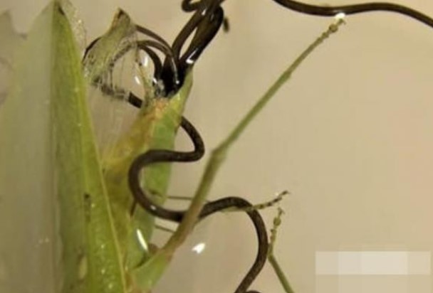 Kẻ thù tự nhiên của giun tròn sắt là gì? Ký sinh ở động vật chân đốt (về cơ bản không có kẻ thù tự nhiên) - bí ẩn chưa được giải mã