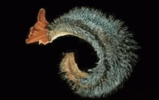 Động vật chịu nhiệt tốt nhất trên thế giới, sử dụng nước cực nóng làm 'bể bơi', không có cách nào để ăn thịt nó