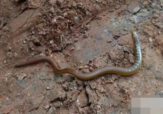 Tổ tiên của loài rắn là gì? Những bí ẩn chưa được giải đáp về động vật