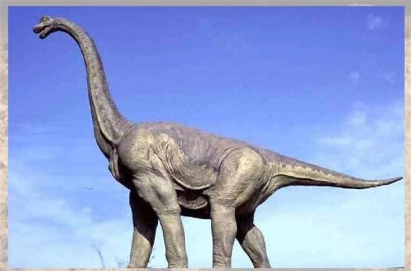 2-loai-dong-vat-co-co-dai-nhat-the-gioi-ngoisaovn-w1080-h714 2 thế giới động vật, loài động vật có cổ cao nhất thế giới, động vật có cổ dài