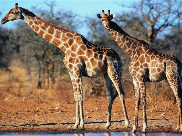 4-loai-dong-vat-co-co-dai-nhat-the-gioi-ngoisaovn-w1024-h768 0 thế giới động vật, loài động vật có cổ cao nhất thế giới, động vật có cổ dài