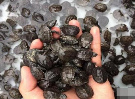 Đặc điểm của loài rùa nhỏ nhất thế giới, rùa xạ hương mini - Bí ẩn động vật