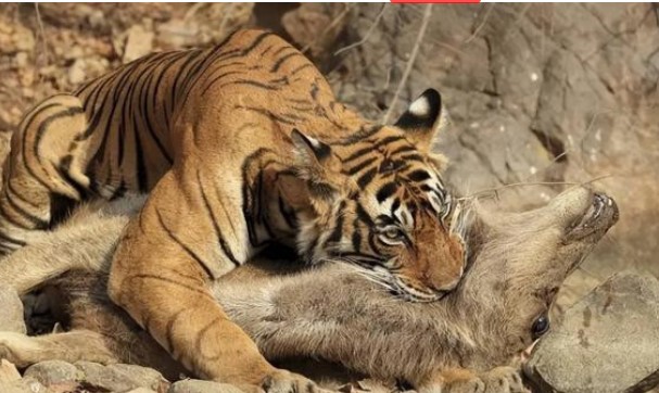 7 con vật mà sư tử sợ gặp nhất, hổ chỉ được xếp thứ 6, thứ ba là loài động vật nặng 3 tấn