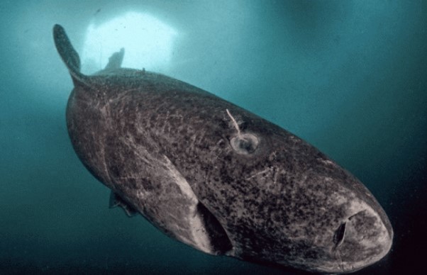 Động vật sống lâu hơn rùa mất 100 năm để trưởng thành và có thể sống đến 400 tuổi