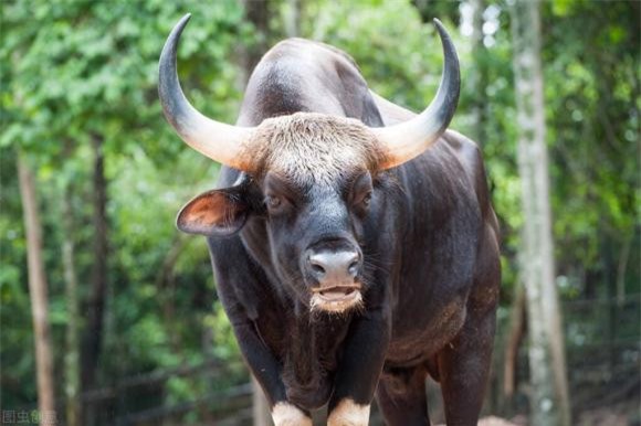 2-dong-vat-co-the-tan-cong-ho-ngoisaovn-w1023-h681 7 thông tin thú vị, loài động vật có thể giết hổ, thông tin thú vị trong tự nhiên