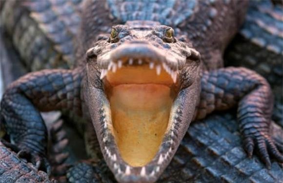 3-dong-vat-co-the-tan-cong-ho-ngoisaovn-w631-h410 6 thông tin thú vị, loài động vật có thể giết hổ, thông tin thú vị trong tự nhiên