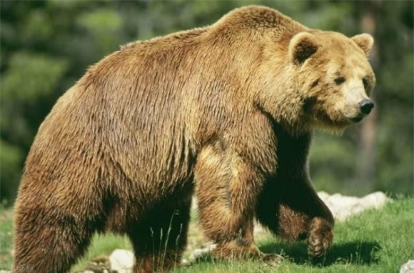 4dong-vat-co-the-tan-cong-ho-ngoisaovn-w628-h414 5 thông tin thú vị, loài động vật có thể giết hổ, thông tin thú vị trong tự nhiên