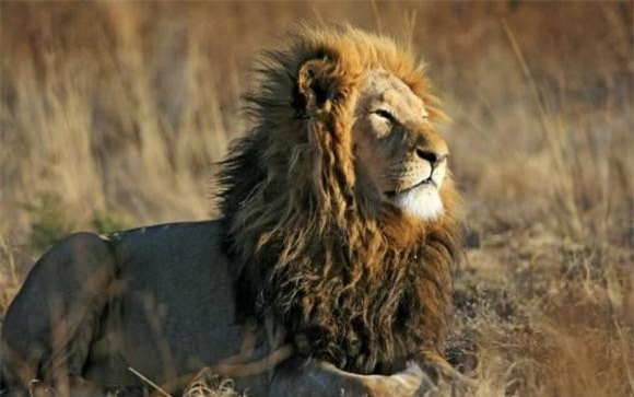 5-dong-vat-co-the-tan-cong-ho-ngoisaovn-w633-h397 4 thông tin thú vị, loài động vật có thể giết hổ, thông tin thú vị trong tự nhiên