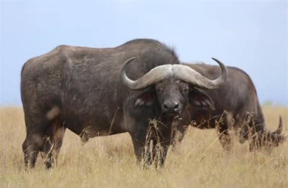 6-dong-vat-co-the-tan-cong-ho-ngoisaovn-w634-h415 3 thông tin thú vị, loài động vật có thể giết hổ, thông tin thú vị trong tự nhiên