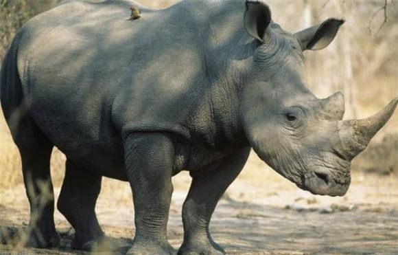 7-dong-vat-co-the-tan-cong-ho-ngoisaovn-w633-h405 2 thông tin thú vị, loài động vật có thể giết hổ, thông tin thú vị trong tự nhiên