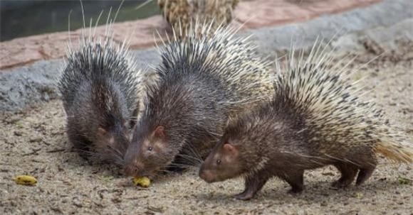 8-dong-vat-co-the-tan-cong-ho-ngoisaovn-w625-h327 1 thông tin thú vị, loài động vật có thể giết hổ, thông tin thú vị trong tự nhiên