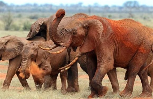 9-dong-vat-co-the-tan-cong-ho-ngoisaovn-w620-h403 0 thông tin thú vị, loài động vật có thể giết hổ, thông tin thú vị trong tự nhiên