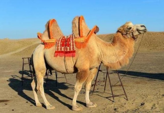 Lạc đà có kẻ thù tự nhiên không? Tại sao bạn chưa nghe nói về động vật giết lạc đà? 