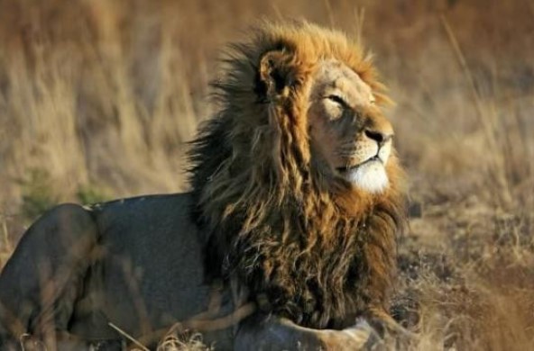 8 loài động vật có thể giết hổ trên Trái đất