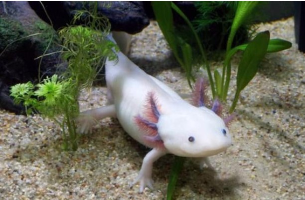 11 sự thật về động vật mà ngay cả giáo viên sinh học cũng không biết