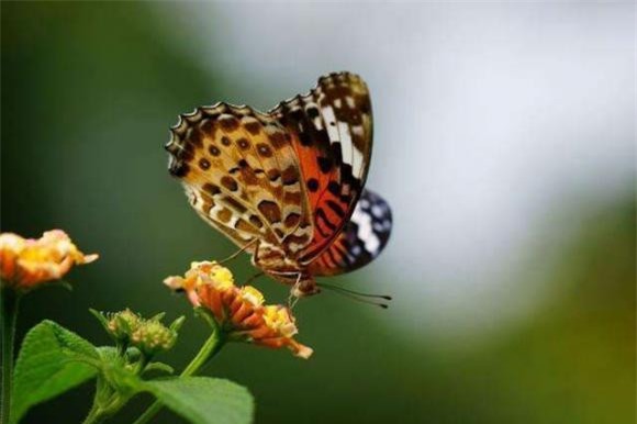 buom (1).jpeg 0 bướm, bướm ăn thịt, thế giới động vật, bướm đốm hổ vằn