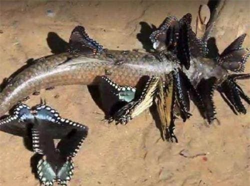 buom (1).jpeg 1 bướm, bướm ăn thịt, thế giới động vật, bướm đốm hổ vằn