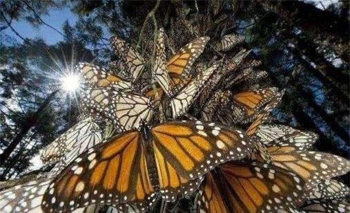 bướm, bướm ăn thịt, thế giới động vật, bướm đốm hổ vằn