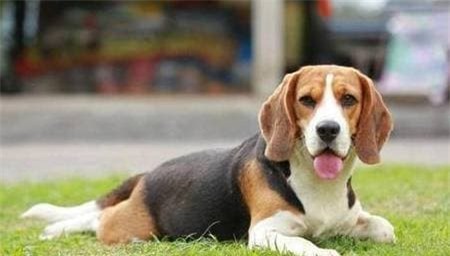 cho (1).jpeg 1 nuôi chó, chó nuôi, thuần hóa