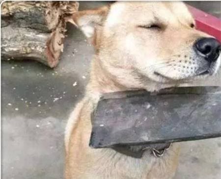 cho (1).jpeg 3 nuôi chó, chó nuôi, thuần hóa