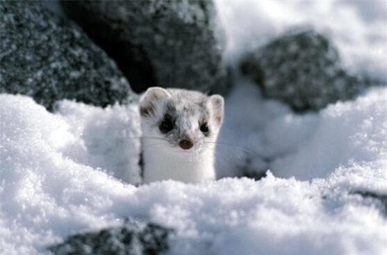 chon (1).jpg 0 chồn hương, con chồn, động vật săn mồi