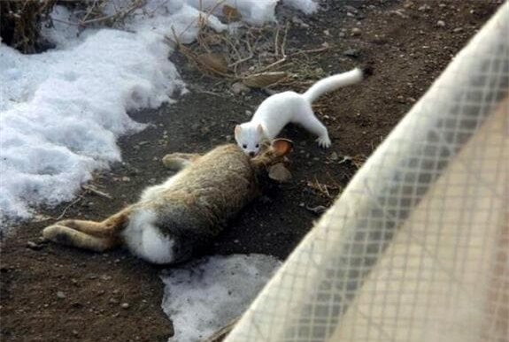 chon (1).jpg 1 chồn hương, con chồn, động vật săn mồi