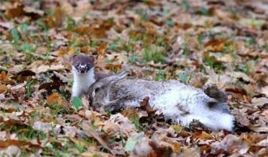 chon (1).jpg 2 chồn hương, con chồn, động vật săn mồi