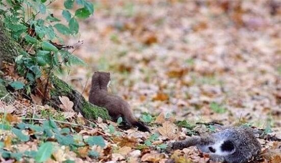 chon (1).jpg 3 chồn hương, con chồn, động vật săn mồi