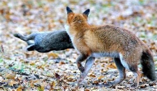 chon (1).jpg 4 chồn hương, con chồn, động vật săn mồi