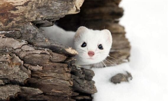 chon (1).jpg 5 chồn hương, con chồn, động vật săn mồi