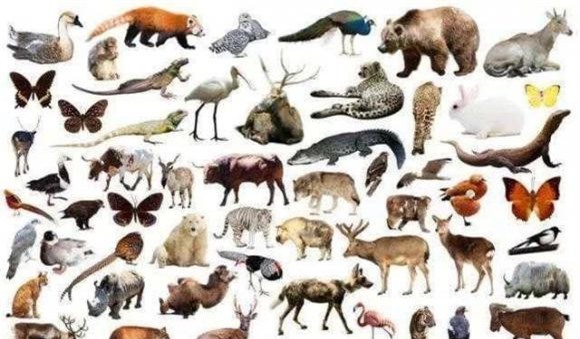 dong-duc (1).jpeg 1 giao phối, động dục, con người, động vật