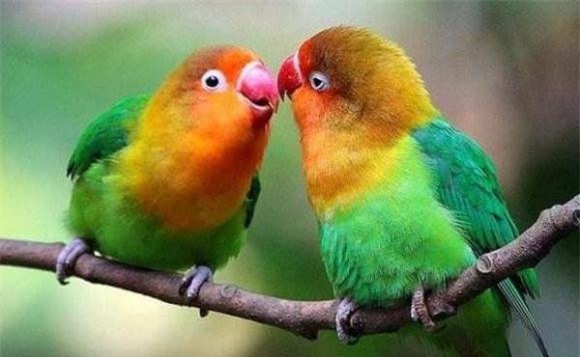 dong-duc (1).jpeg 2 giao phối, động dục, con người, động vật