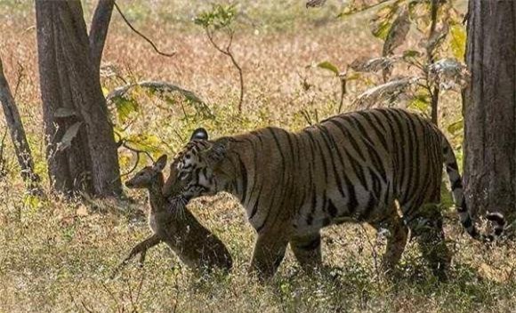 dong-duc (1).jpeg 3 giao phối, động dục, con người, động vật