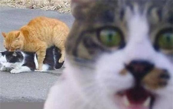 dong-duc (1).jpeg 4 giao phối, động dục, con người, động vật