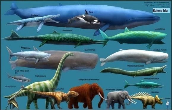 ca-voi-xanh (1).jpeg 3 cá voi xanh, động vật lớn nhất, khám phá thiên nhiên