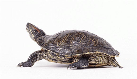 1-loai-ca-map-song-lau-hon-rua-ngoisaovn-w1080-h624 2 Cá mập Greenland, cá mập có tuổi thọ cao, loài cá mập sống lâu nhất trên thế giới